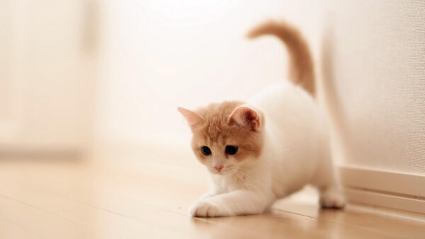 Wallpaper White, Desktop, Kitten, Cat, Standing, Floor, Background