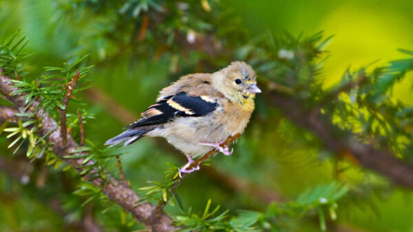 Wallpaper Blur, Birds, Background, Tree, Brown, Branch, Green, Black, Bird, Desktop