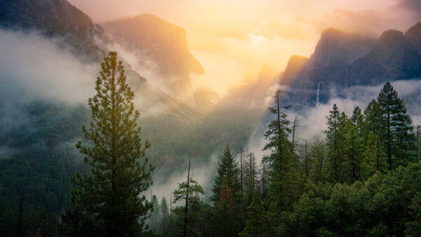 Wallpaper Green, Nature, Mountains, Fog, Covered, Sunset, Desktop, Slope, Trees, Mobile, Spruce, During