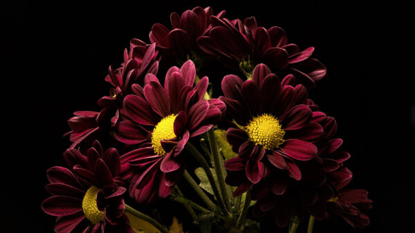 Wallpaper Black, Chrysanthemum, Background, Spring, Desktop