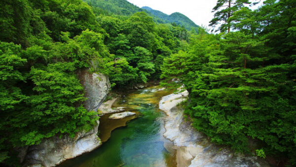 Wallpaper River, Covered, Green, Trees, Rock, With, Nature, Between