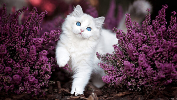 Wallpaper Between, White, Standing, Eyes, Blue, Purple, Cat, Flowers, Kitten, Plants