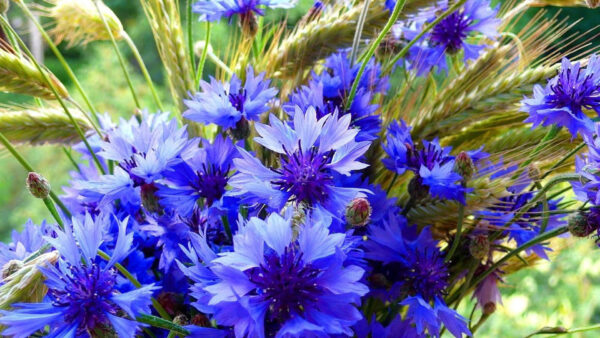 Wallpaper Flowers, Cornflower, Blue