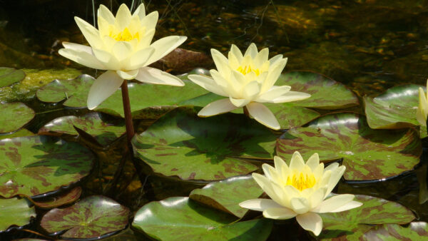 Wallpaper Green, Leaves, Flowers, Desktop, Lily, Yellow, Mobile, During, Water, Daytime