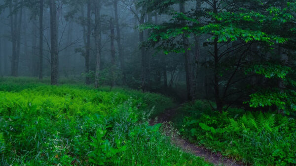 Wallpaper Plants, Grass, Path, Fog, Trees, Green, Nature, Forest, Bushes