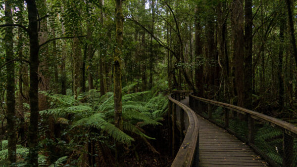 Wallpaper Wood, Trees, Between, Forest, Nature, Bridge