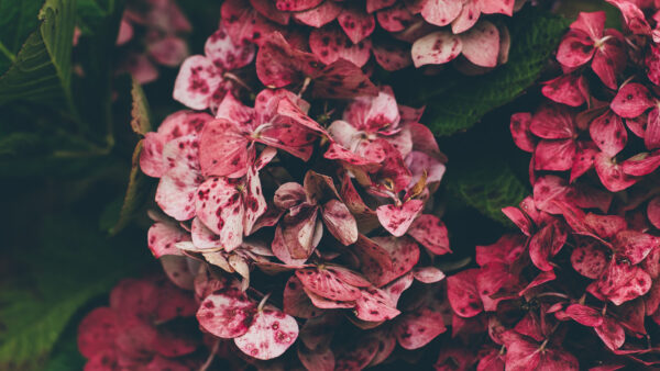 Wallpaper Pink, Floral, Hydrangea, Flowers