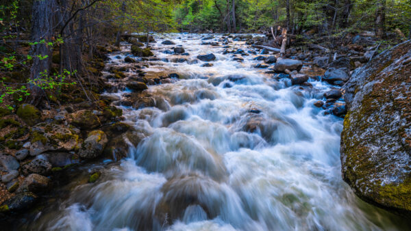 Wallpaper Rocks, Algae, Mobile, Stream, Covered, Green, Trees, Between, Desktop, Water, Nature, Stones, River