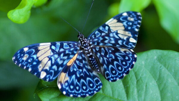 Wallpaper Blue, Designed, Butterfly, Green, Beautiful, White, Leaf