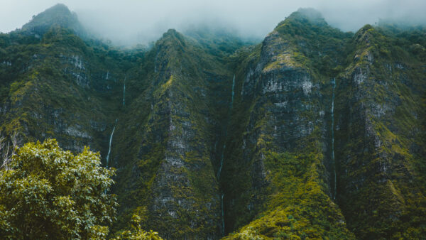 Wallpaper Nature, Greenery, Fog, Rock, Trees, Covered, Mountains