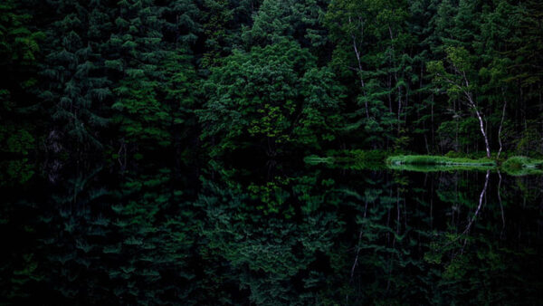 Wallpaper Water, Forest, Trees, Background, Reflection, Dark, Green