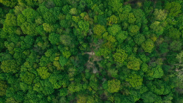 Wallpaper Trees, Green, Forest, Plants, Aerial, Bushes, View