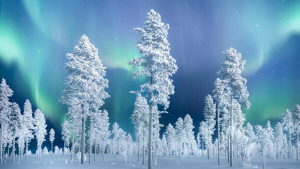 Wallpaper Photography, Borealis, Snow, Background, Forest, Aurora, Covered, Trees