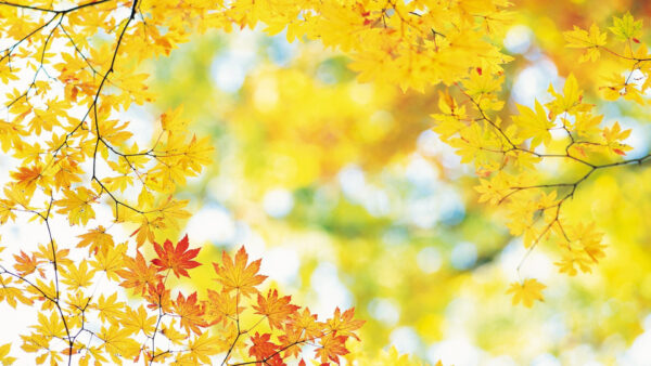 Wallpaper View, Blur, Closeup, Branches, Bokeh, Autumn, Background, Yellow, Scenery, Leafed, Tree