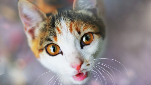 Wallpaper Stare, White, Looking, Look, Brown, Cat, Black, With