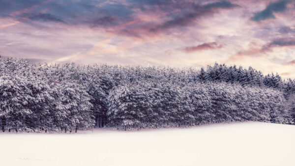 Wallpaper Season, Trees, Snow, Beautiful, With, Winter, During