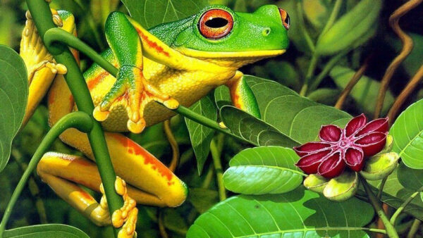 Wallpaper Eyed, Frog, Yellow, Green, Leaves, Red, Plants