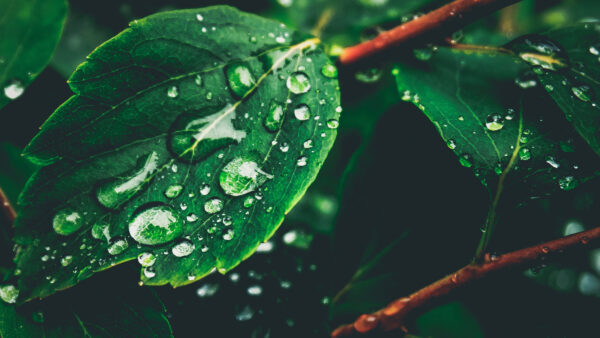 Wallpaper View, With, Closeup, Leaves, Drops, Green, Plants, Water, Nature