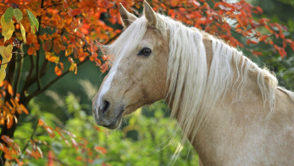 Wallpaper Tree, Leaves, Red, Standing, With, Horse, Desktop, Near