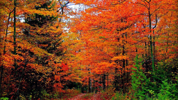 Wallpaper Beautiful, Scenery, Autumn, Yellow, Background, Green, Orange, Forest, Leaves, Nature