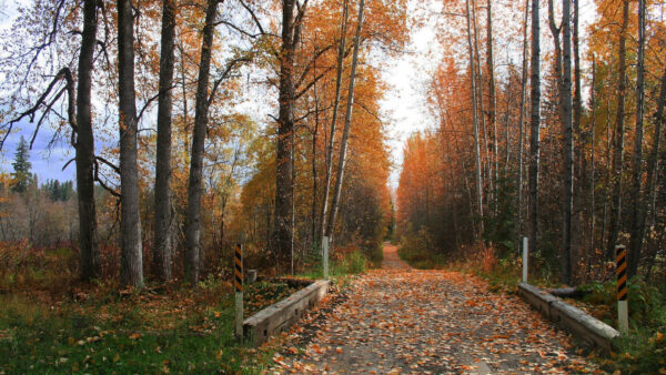 Wallpaper Between, Nature, Forest, Dry, Leaves, With, Road, Trees