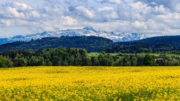 Wallpaper Field, Cloud, Nature, Rapeseed, Mountain, Flowers, Yellow