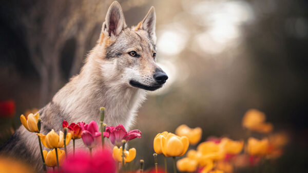 Wallpaper Blur, Brown, Dog, White, Bokeh, Background