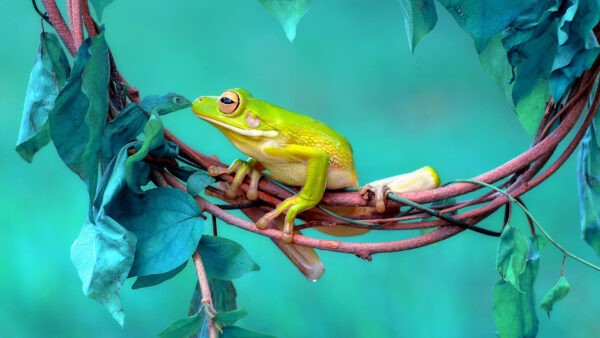 Wallpaper Green, Amphibian, Frog, Light