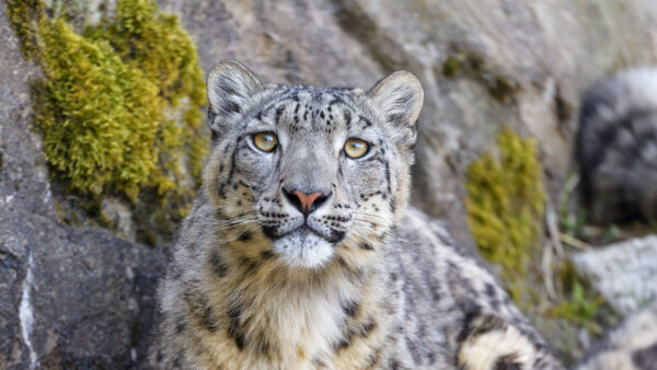 Wallpaper Rock, Mountains, Leopard, Background