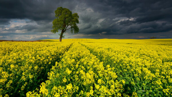 Wallpaper Blue, White, And, Tree, Black, Nature, Yellow, Flowers, Sky, Field, Clouds
