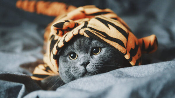 Wallpaper Tiger, Inside, Cat, Funny, Ash, Cloth