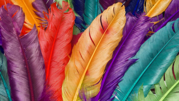 Wallpaper Colorful, Feather, Shapes