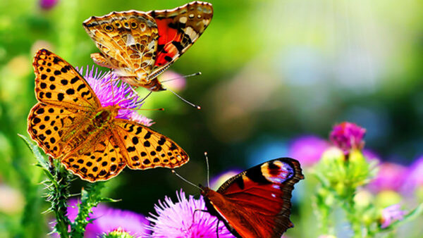 Wallpaper Butterflies, Three, Purple, Blur, Beautiful, Flowers, Butterfly, Green, Background