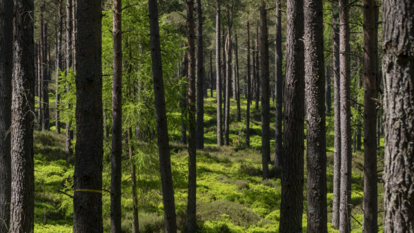 Wallpaper Nature, Trees, Forest, Bushes, Green, Plant, Grass, Field