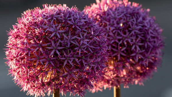 Wallpaper Desktop, Flowers, Allium, Mobile, Plant, Petals, Purple