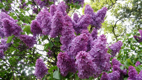 Wallpaper Tree, Green, Branches, Lilac, Leaves, Flowers, Purple