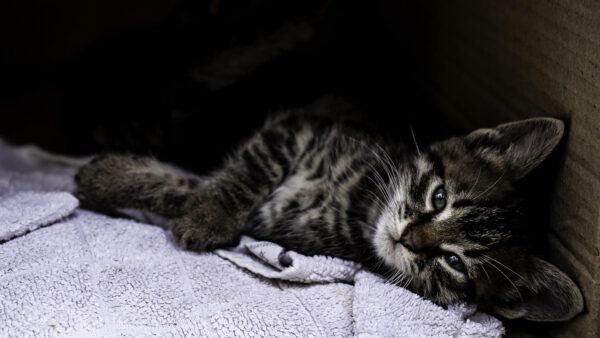 Wallpaper Cat, Lying, Black, Near, Kitten, Textile, Down, Floor, White, Towel