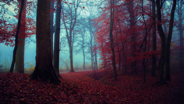 Wallpaper Autumn, Red, Fog, Trees, With, Forest, Beautiful, Leaves
