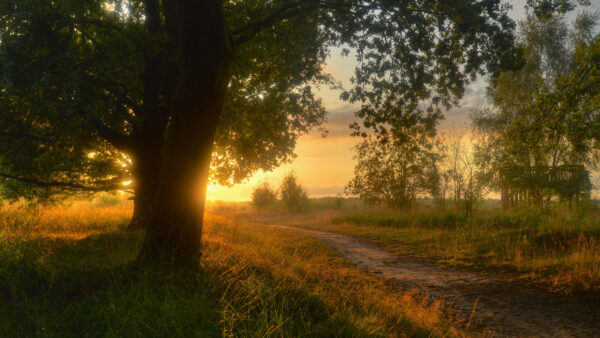 Wallpaper Green, Grass, Field, View, Sunset, Trees, Beautiful