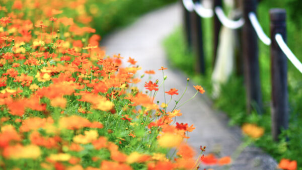 Wallpaper Leaves, Buds, Blur, Background, Red, Green, Light, Petals, Yellow, Flowers, Plants