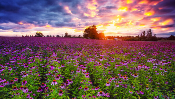 Wallpaper Purple, Echinacea, Under, Sunrise, Field, During, Flowers, Blue, Clouds, White, Sky