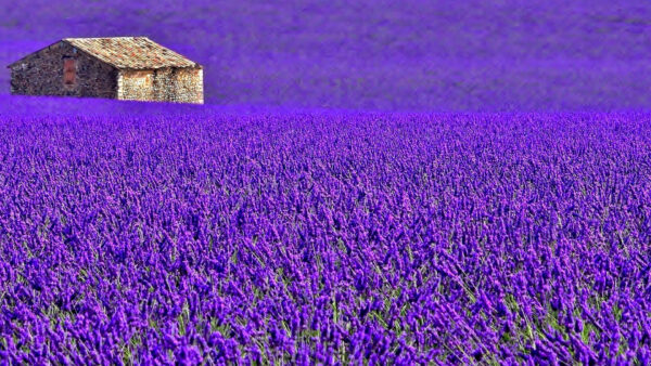 Wallpaper House, Flowers, Purple, Provence, Field, Surrounded