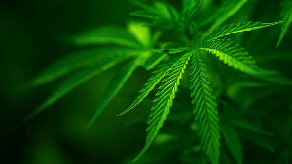 Wallpaper Weed, Green, Background, Leaves, Blur