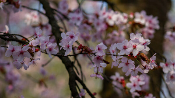 Wallpaper Petals, Flowers, Mobile, Branches, Pink, Blossom, Tree, Background, Cherry, Desktop, Blur