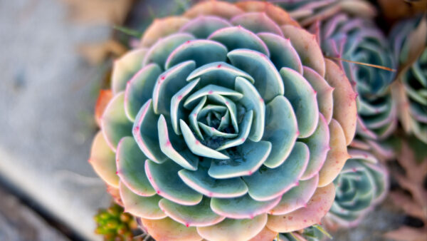 Wallpaper Desktop, Background, Closeup, Blur, Plant, Macro, View, Photography, Mobile, Succulent