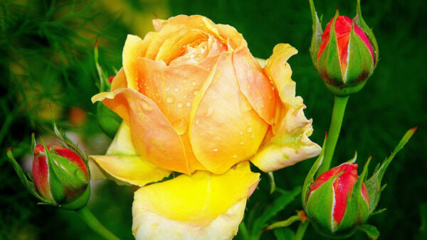 Wallpaper Blur, With, Buds, Background, Petals, Green, Rose, Flowers, Yellow, Drops, Water, Flower