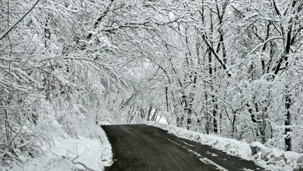 Wallpaper Background, Winter, Covered, Road, Trees, Forest, Snow, Frost, Between