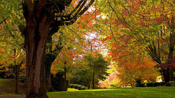 Wallpaper Grass, Park, Beautiful, Trees, Field, Autumn