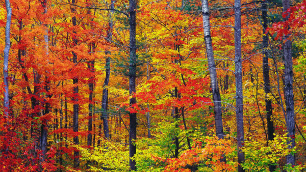 Wallpaper Green, Red, View, Leaves, Yellow, Branches, Autumn, Tree, Closeup