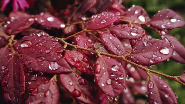 Wallpaper Rain, Background, Drops, Blur, Desktop, Mobile, Tree, Leaves, Macro, Photography, Branches, Red